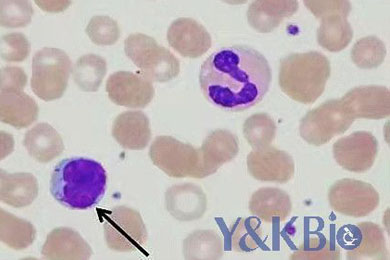 重庆瑞氏吉姆萨染色