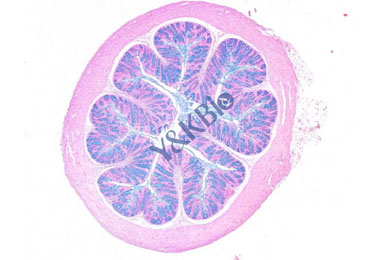 重庆阿利新蓝染色
