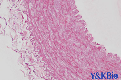 重庆茜素红染色