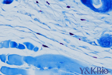 重庆甲苯胺蓝染色