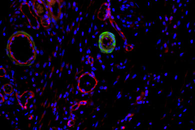 重庆免疫荧光双标