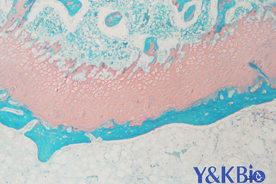 重庆番红固绿染色