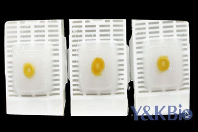 重庆瑞士肠卷石蜡包埋