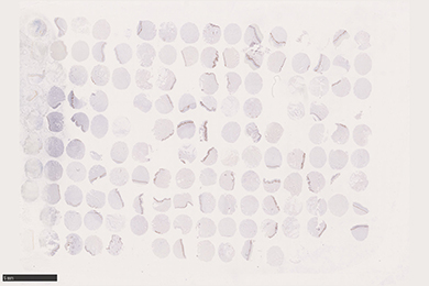 重庆组织芯片切片