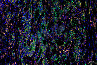重庆普通切片免疫荧光三标（四色）染色