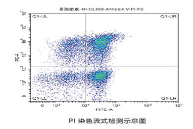 重庆流式PI染色