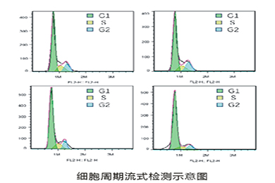 重庆流式细胞周期
