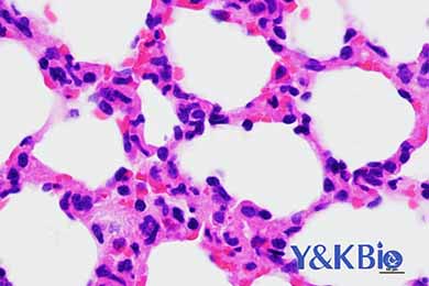 重庆HE染色服务