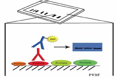 重庆Western Blot服务