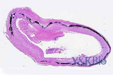 重庆Von Kossa染色