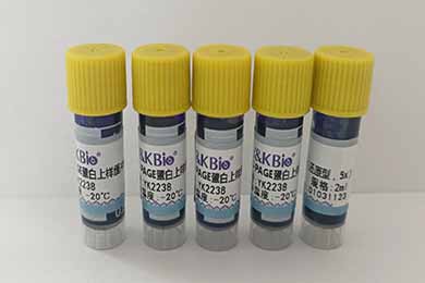 重庆SDS-PAGE蛋白上样缓冲液（还原型，5x）