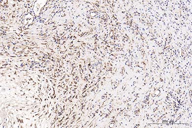 重庆Anti-CD34 Antibody [SI16-01]