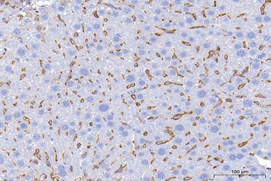 重庆Anti-CD44 Antibody [JE64-01]