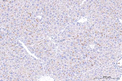 重庆F4/80 Recombinant Antibody [PSH01-87] - Rat IgG1 (Chimeric)