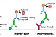 重庆酶联免疫吸附测定（ELISA）技术：原理、方法与问题解析